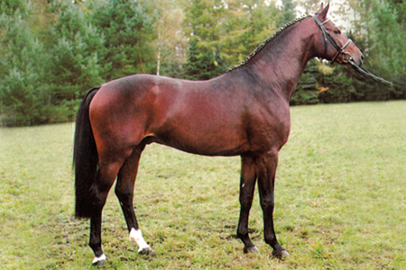 Acord II - Warmblood Stallion